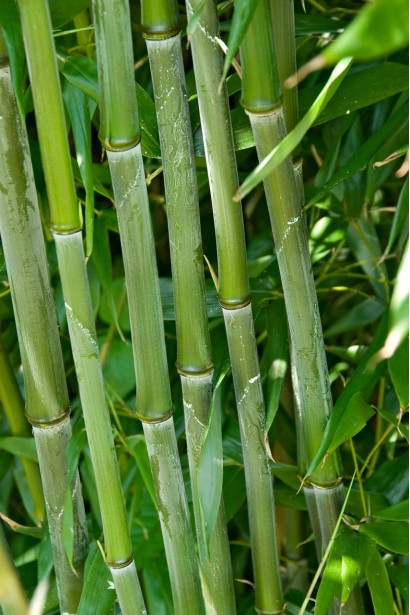 Бамбук Филлостахис Бисетти стебли